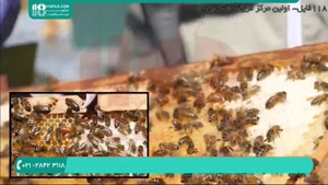 ظاهر زنبور ملکه زنبور عسل چگونه است؟ قسمت دو