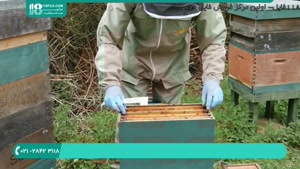 چگونه تولید عسل طبیعی