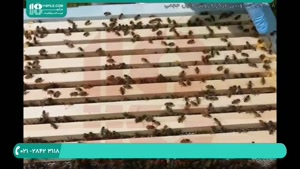 تکانی ها در پرورش زنبور عسل