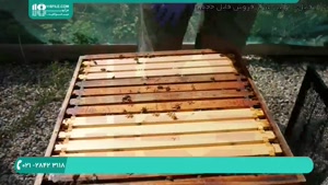 آموزش کامل زنبورداری نوین