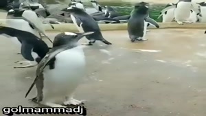 وقتی پنگوئن نعنا خشک استفاده میکنه