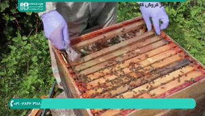آموزش زنبورداری پیشرفته | 118فایل
