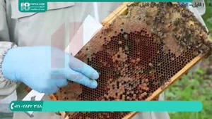 آموزش زنبورداری حرفه ای - 118فایل|09130919448