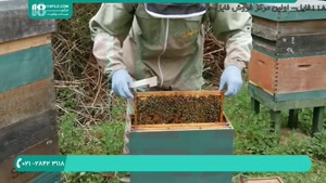 دانلود رایگان فیلم آموزش زنبورداری