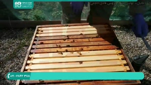 آموزش زنبورداری به صورت کامل _ 09130919448