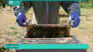 آموزش زنبورداری کامل و آسان
