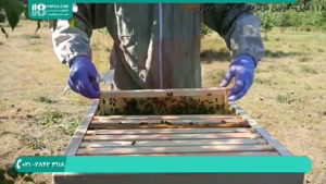 آموزش زنبورداری به صورت قدم به قدم