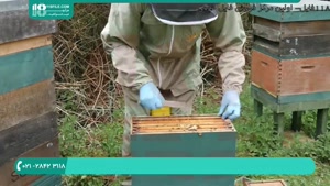 پرورش زنبور عسل از ابتدا تا انتها
