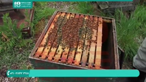 آموزش زنبورداری صنعتی _ 118فایل