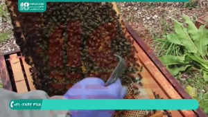 چگونگی پرورش زنبور عسل