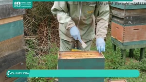 آموزش راه اندازی زنبورداری به صورت قدم به قدم