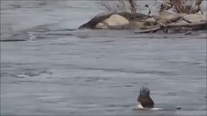 حمله عقاب به حیوانات