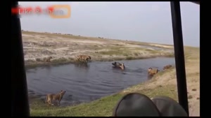 حمله شیرها به بوفالو