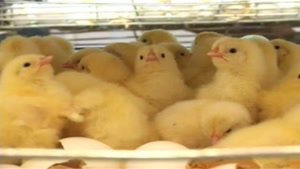 فروش جوجه و مرغ تخم گذار