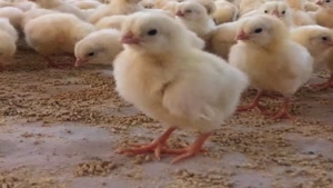 تولید مرغ تخم گذار درمازندران