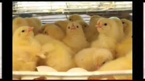پرورش مرغ تخم گذار درمازندران