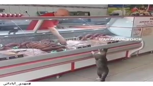 خرید گوشت توسط گربه با صداگذاری