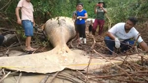 نهنگی عجیب که در جنگل آمازون پیدا شد