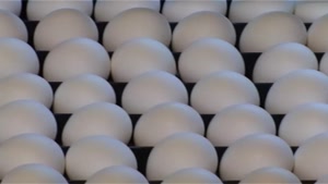پرورش جوجه ومرغ تخم گذار فروش مرغ