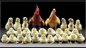 تولید مرغ تخم گذار فروش مرغ