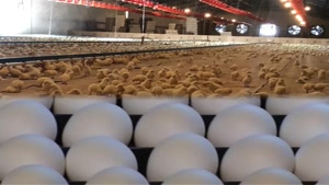بزرگترین مزرعه مرغ مادر تخم گذارذ