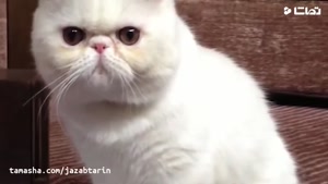  tamasha.com - جذاب ترین نژاد گربه ها در جهان