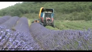 dalfak.com - برداشت و اسانس گیری اسطوخودوس