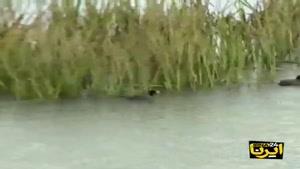  بارش‌های اخیر چه تاثیری بر دریاچه ارومیه دارند؟