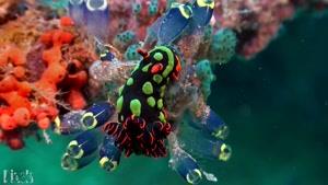کلیپی زیبا از دنیای شگفت انگیز  زیر آب