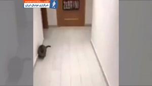 مهارت عجیب یک گربه در دروازه بانی