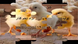 پرورش جوجه اجداد ومرغ مادر