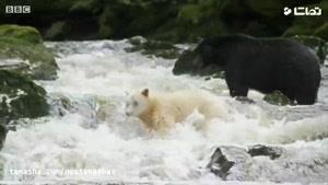 تماشا - تصاویری از کمیاب ترین نژاد خرس در دنیا !