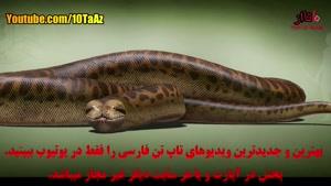 ۱۰ حیوان بی نظیر که منقرض شدند