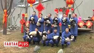 نماشا - نمایش پاندا‌های بامزه در چین