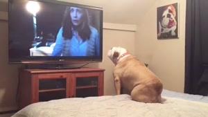 نماشا - واکنش سگ بولداگ به فیلم ترسناک احضار !!!
