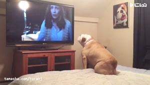 تماشا - واکنش عجیب سگ بولداگ به فیلم ترسناک احضار !!!