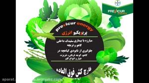 پریویکیور انرژی | PREVICUR ENERGYبهترین سم ضد قارچ برای صیفی جات