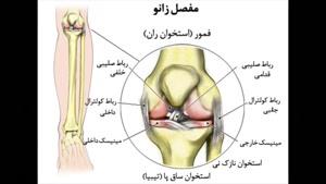 آناتومی بدن