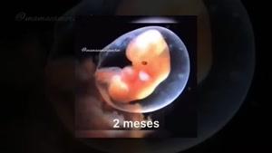 نحوه رشد جنین در طی 9 ماه