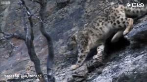 tamasha - فیلمی نادر از صحنه شکار پلنگ برفی - BBC