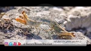 Flour Fight With Grasshopper/مبارزه ملخ و آرد در رینگ طبیعت