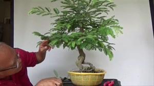 آموزش هرس کردن درختچه بونسای
