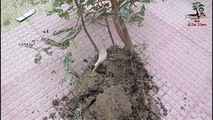 آموزش کاشت درختچه بونسای از دانه تمبر هندی