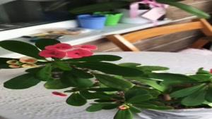 آموزش قلمه زدن گل کالانکوا