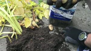 آموزش کاشت سیب زمینی در گلدان