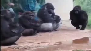 دوبله جواد خواجوی روی شامپانزه