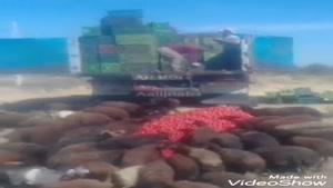 فیلمی تلخ و تاسف بار ریختن گوجه فرنگی جلوی گوسفندان 