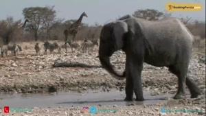  پارک ملی آتوشا، گنجینه حیات وحش در نامیبیا - بوکینگ پرشیا