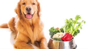10 مواد غذایی که می تواند سگ را بیمار کند