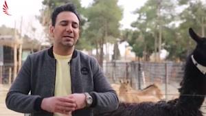 مستند کوتاه سگ گردانی در ایران